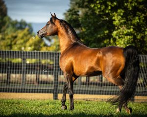 Landon-Equine_6-24_177-2