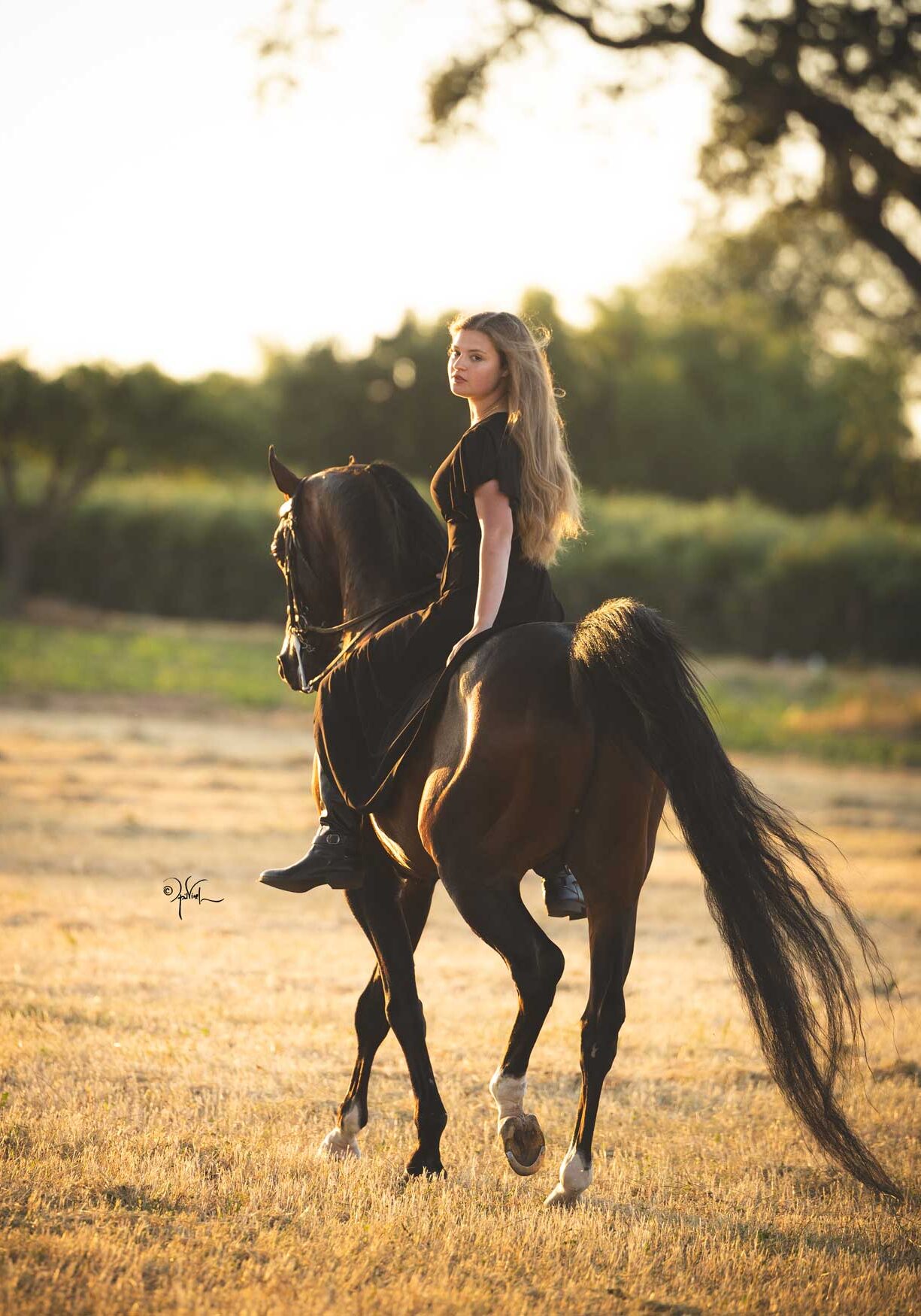 Landon-Equine_6-24_269 Landon-Equine_6-24_269